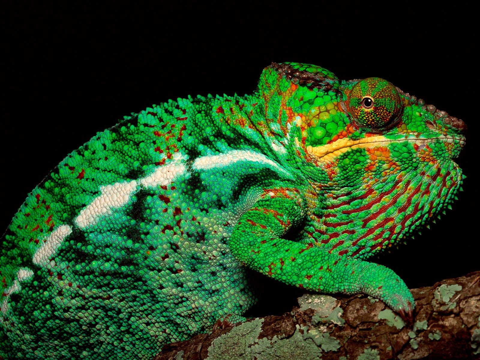 Reptile Image