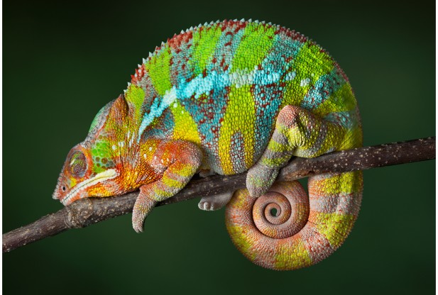 Reptile Image